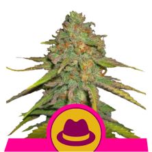 O.G. Kush de Royal Queen