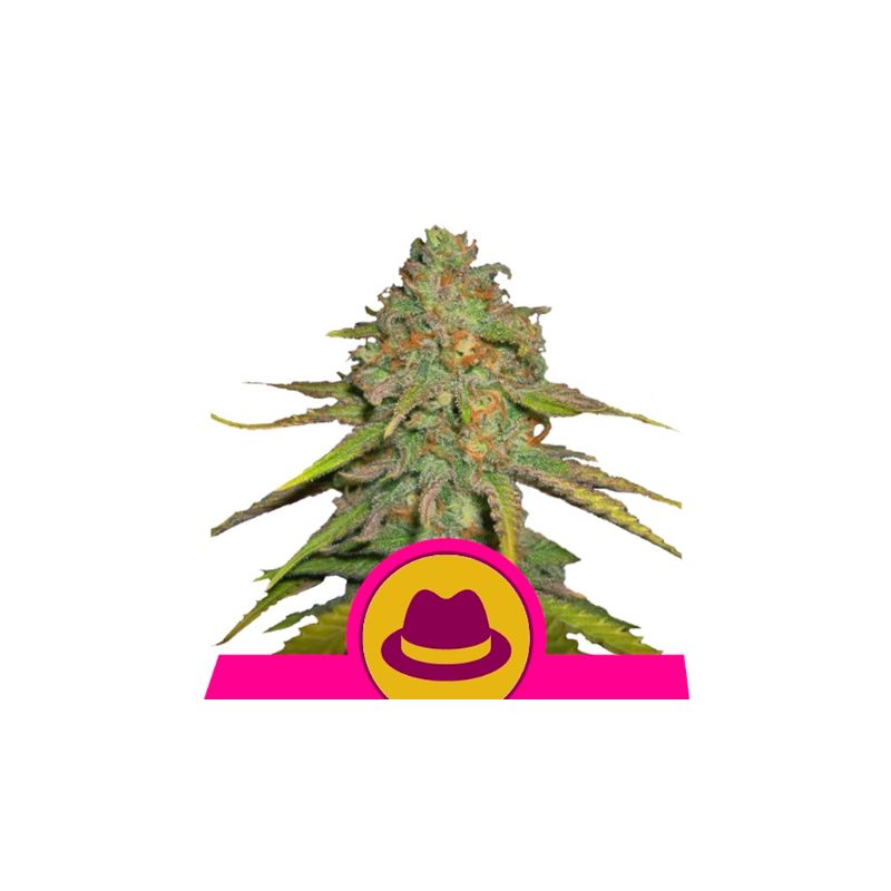 O.G. Kush de Royal Queen