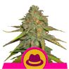 O.G. Kush de Royal Queen