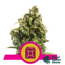 Sour Diesel de Royal Queen