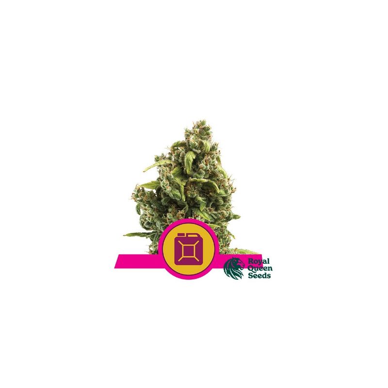 Sour Diesel de Royal Queen