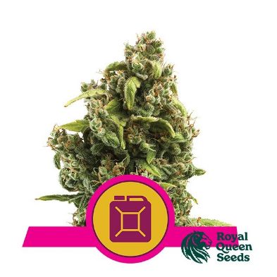 Sour Diesel de Royal Queen