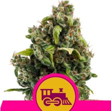 Candy Kush Express-Fast de Royal Queen