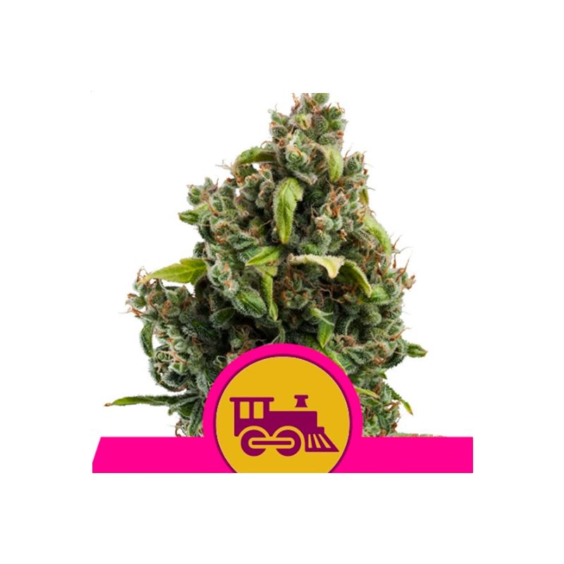 Candy Kush Express-Fast de Royal Queen