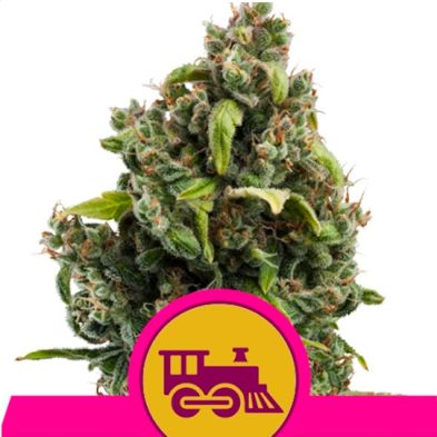 Candy Kush Express-Fast de Royal Queen