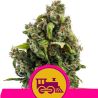 Candy Kush Express-Fast de Royal Queen