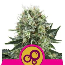 Bubble Kush de Royal Queen Seeds