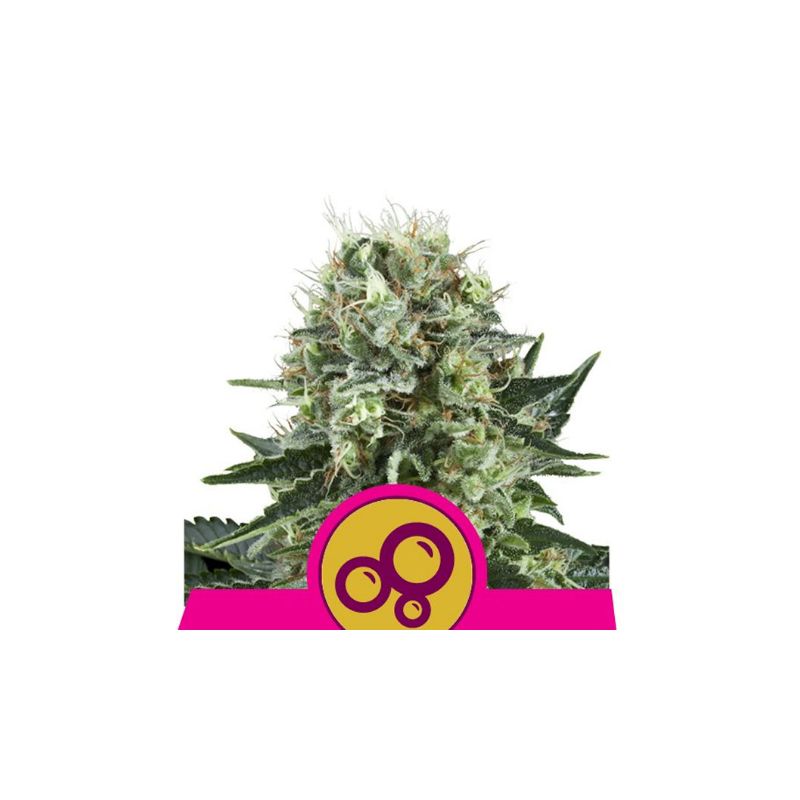 Bubble Kush de Royal Queen Seeds