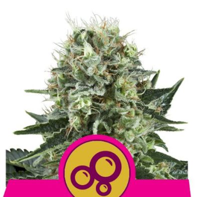 Bubble Kush de Royal Queen Seeds