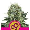Bubble Kush de Royal Queen Seeds