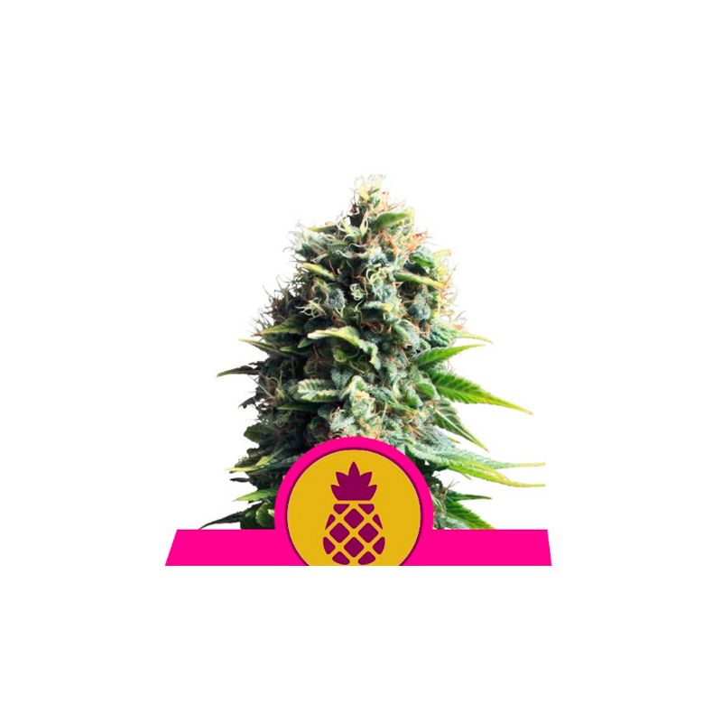 Pineapple Kush de Royal Queen