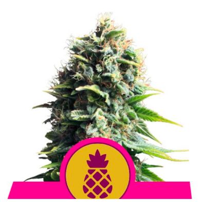 Pineapple Kush de Royal Queen