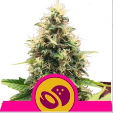 Somango XL de Royal Queen