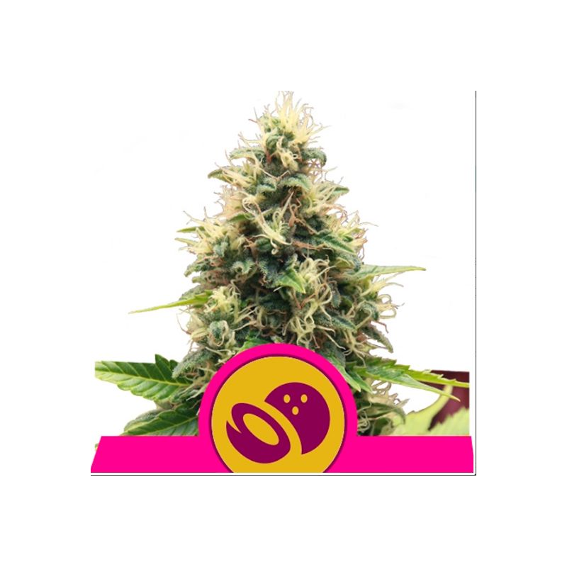 Somango XL de Royal Queen