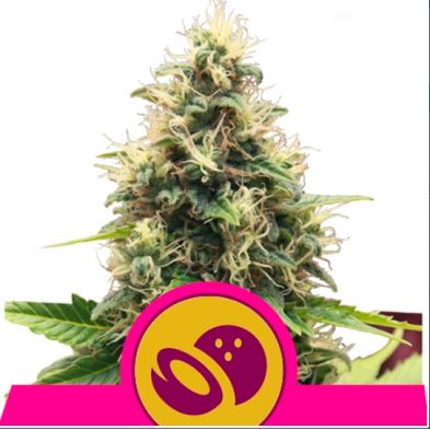 Somango XL de Royal Queen