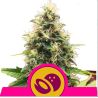 Somango XL de Royal Queen