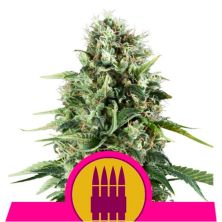 Royal AK de Royal Queen Seeds