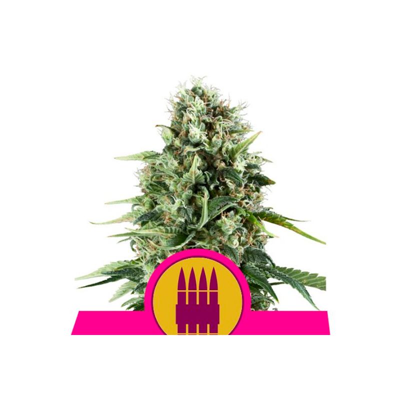 Royal AK de Royal Queen Seeds