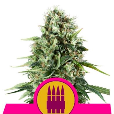 Royal AK de Royal Queen Seeds