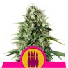 Royal AK de Royal Queen Seeds