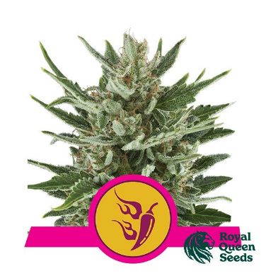 Speedy Chile-Fast de Royal Queen