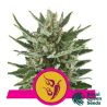Speedy Chile-Fast de Royal Queen