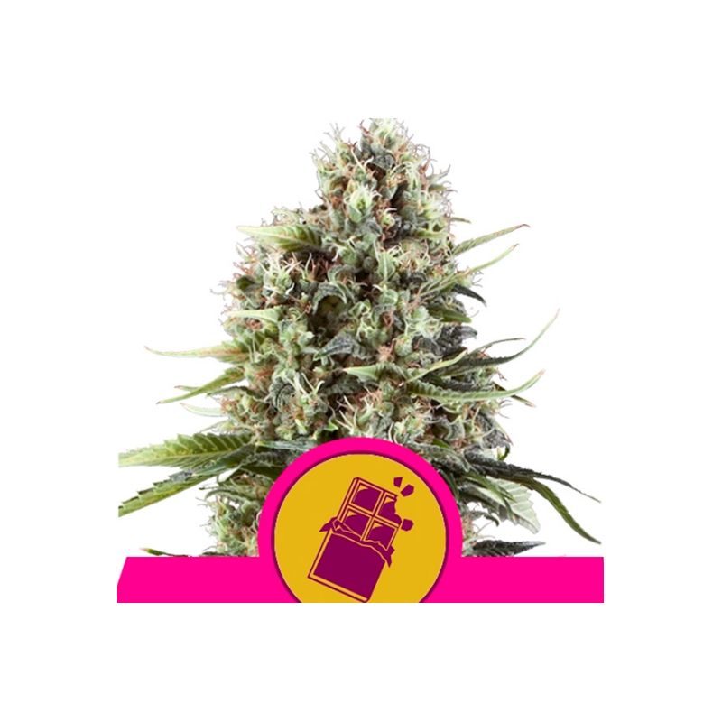 Chocolate Haze de Royal Queen