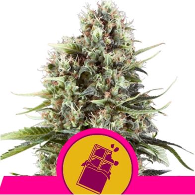 Chocolate Haze de Royal Queen