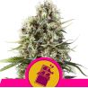 Chocolate Haze de Royal Queen