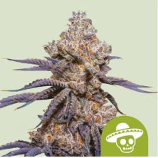 Mexican Rush Auto de Royal Queen