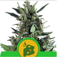 Blue Cheese Auto