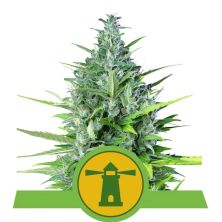 Royal Haze Auto de Royal Queen
