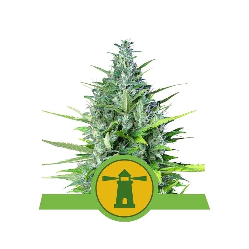 Royal Haze Auto de Royal Queen