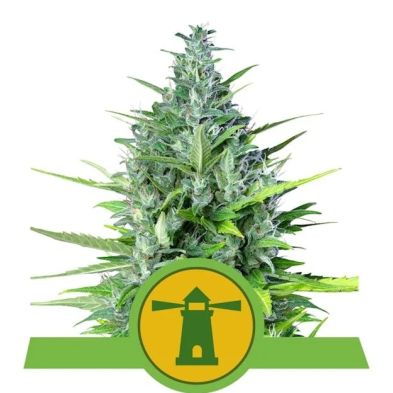 Royal Haze Auto de Royal Queen