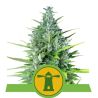Royal Haze Auto de Royal Queen