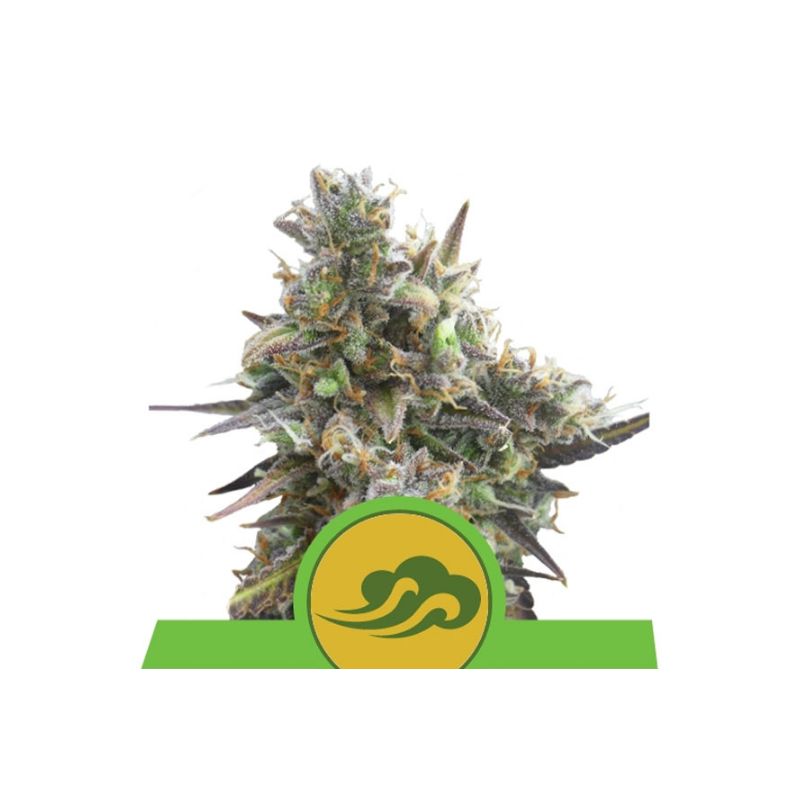 Royal Bluematic Auto de Royal Queen