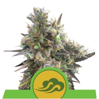 Royal Bluematic Auto de Royal Queen