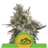 Royal Bluematic Auto de Royal Queen