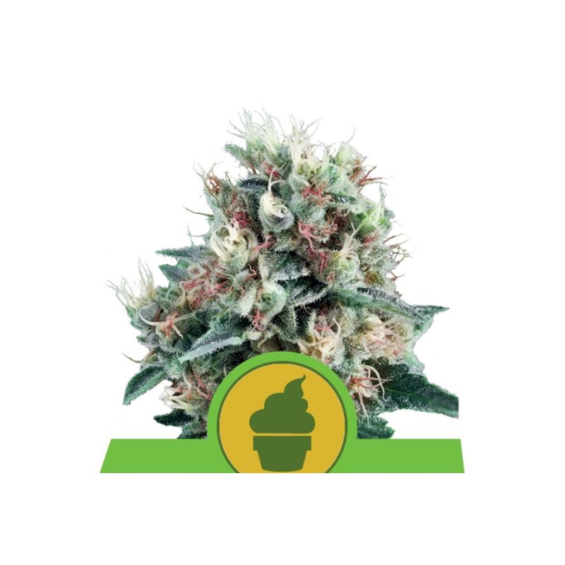 Royal Creamatic Auto de Royal Queen