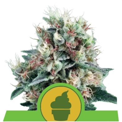 Royal Creamatic Auto de Royal Queen