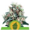 Royal Creamatic Auto de Royal Queen