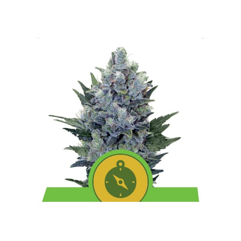 Northern Light Auto de Royal Queen Seeds