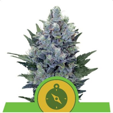 Northern Light Auto de Royal Queen Seeds