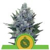 Northern Light Auto de Royal Queen Seeds