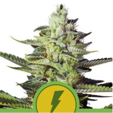 North Thunderfuck Auto de Royal Queen