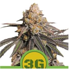 Auto Triple G de Royal Queen
