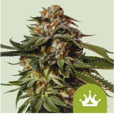 Special Queen 1 Auto de Royal Queen