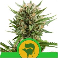 Sweet Skunk Auto de Royal Queen