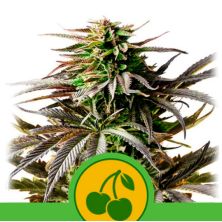 Cherry Pie Auto de Royal Queen