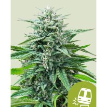 Trainwreck Auto de Royal Queen